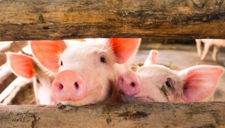 New Analysis of Pigs' Grunts Reveals How They're Feeling lead image