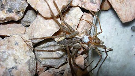 Some Male Spiders Give Worthless Gifts to Their Prospective Mates lead image