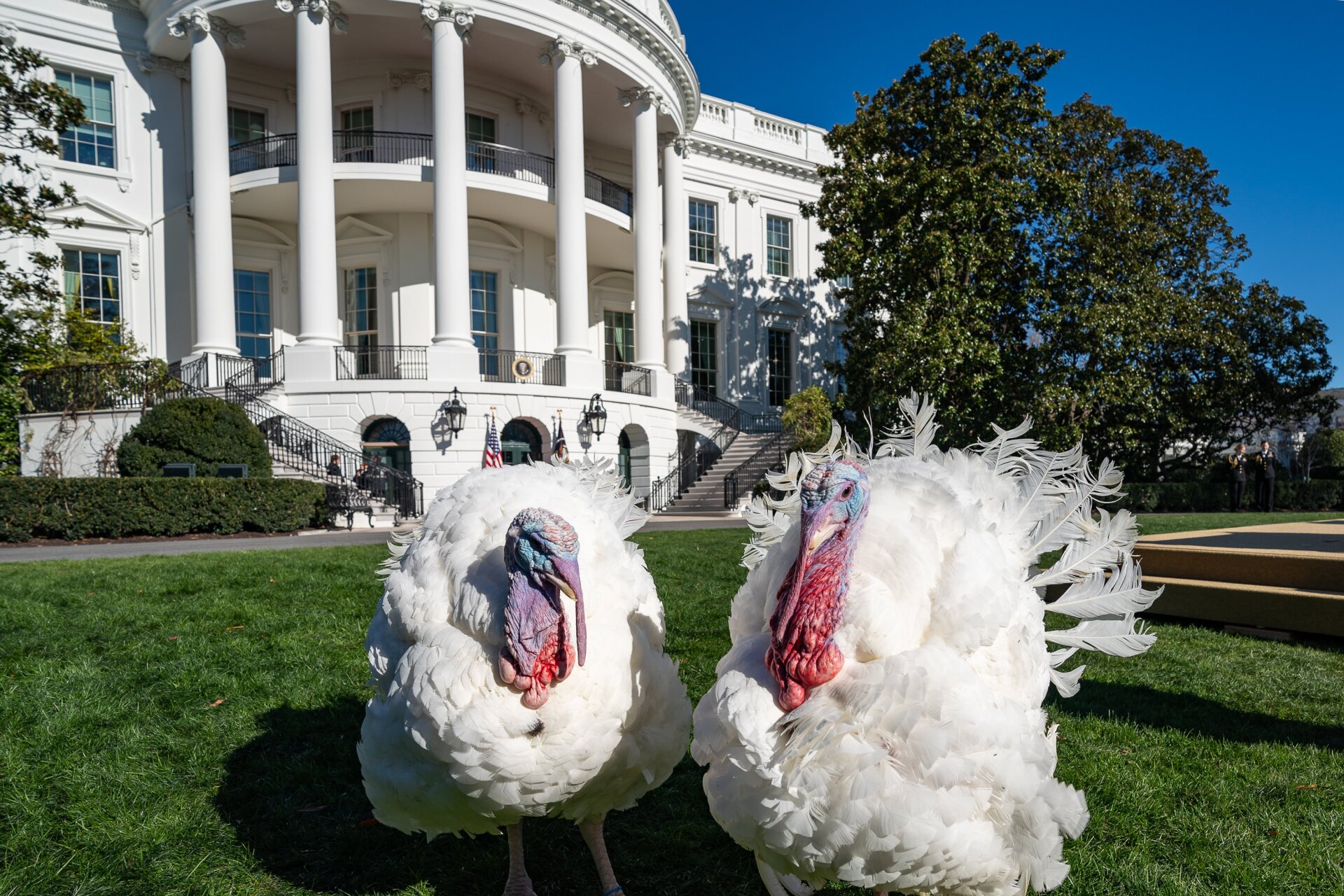 White House Lawn Turkeys