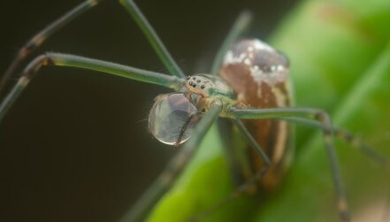 Beefy Jaws May Help Some Spiders Gather Water lead image