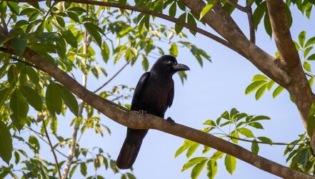 New Caledonian Crows Keep Their Favorite Tools Safe lead image