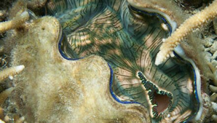 Giant Clams Offer Efficiency Clues for Biorefineries lead image